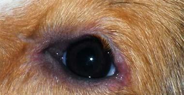 揭秘宠物狗狗眼睛充血的原因（了解狗狗眼睛充血的相关知识）