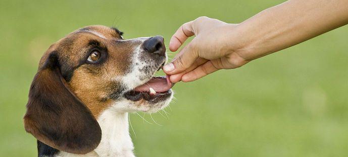 如何保护宠物不得狂犬病（从养成良好习惯到及时接种疫苗）