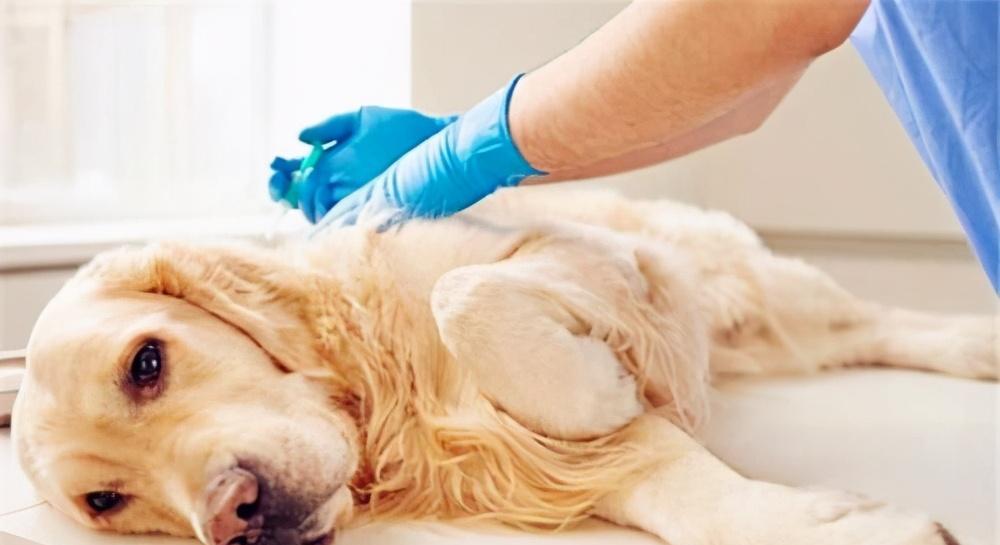 救救宠物狗的子宫发炎（预防和治疗狗狗子宫发炎的方法）