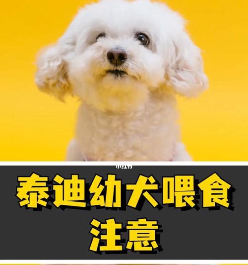 宠物喝什么吐什么（以狗喝什么吐什么为例）