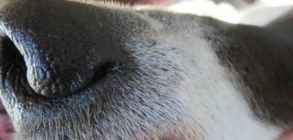 揭秘狗毛囊炎，为你的宠物保驾护航（探究狗毛囊炎的成因）