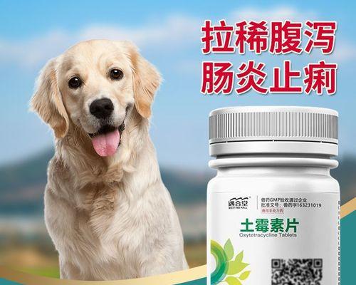 狗手术后用什么消炎药最好（选择合适的消炎药是宠物健康的关键）