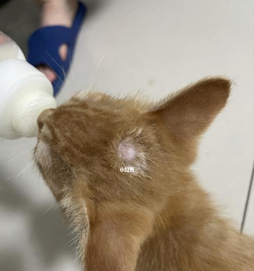 小猫也能长大成猫藓的秘密（探秘小猫如何变成猫藓的神奇过程）