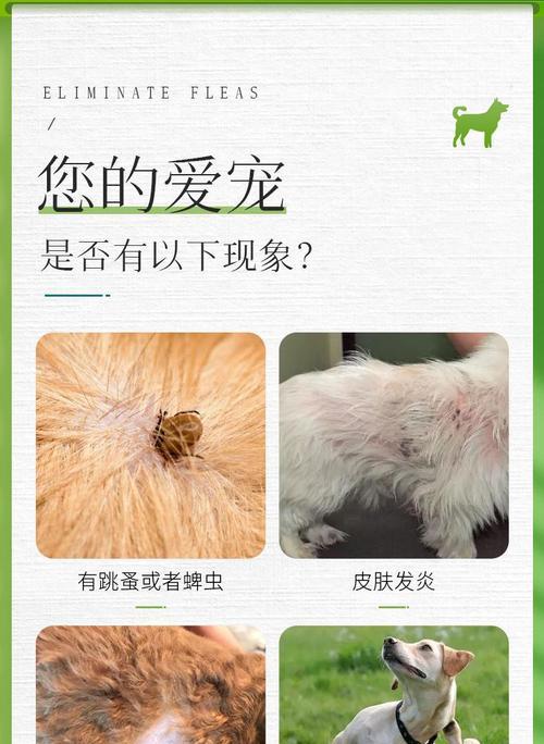 宠物小猫可能会有跳蚤吗（了解小猫跳蚤的成因及预防方法）