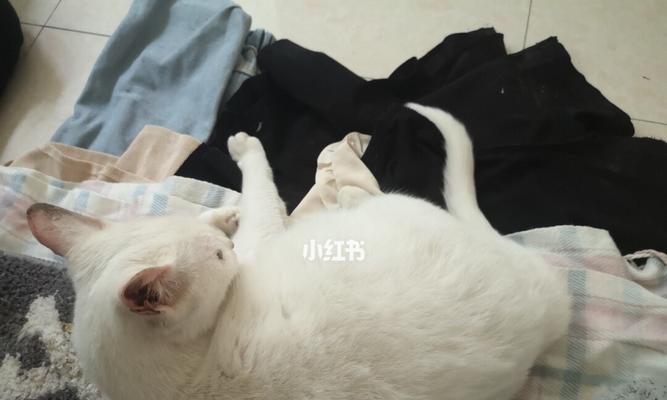 小猫怀孕的时间和注意事项（宠物养护）