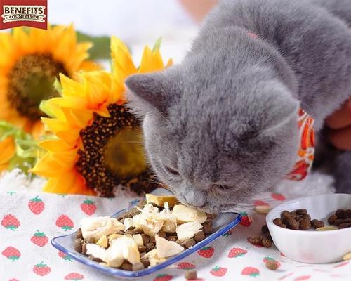 如何让宠物猫减少对猫粮的依赖（小猫降低猫粮摄入量的有效方法）