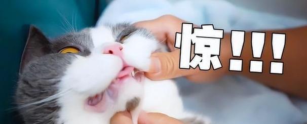 小猫口臭的危害与解决方法（以小猫口臭精神好）