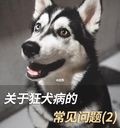 小猫的狂犬病症状揭秘（了解宠物的健康）