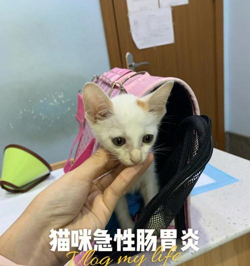 小猫拉稀成水状，如何处理（宠物爱好者必看）