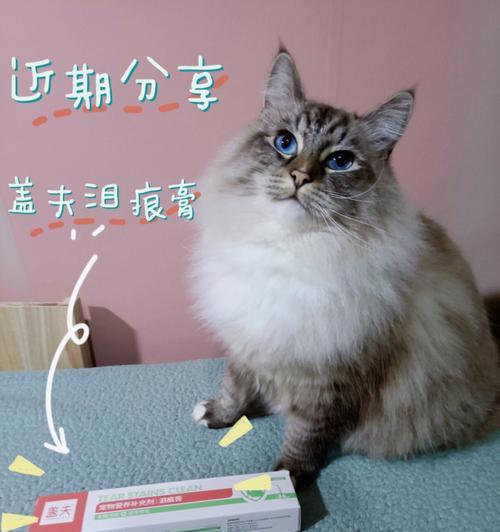 小猫拉稀怎么办（宠物健康）