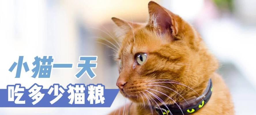 小猫能否吃猫粮（以宠物为主）