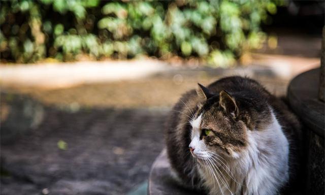 小猫夜晚喵喵叫，你该如何应对（宠物夜间行为管理）