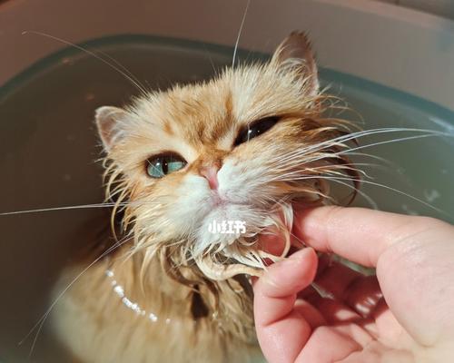 宠物小猫的洗澡技巧与护理方法（宠物小猫的洗澡技巧与护理方法）