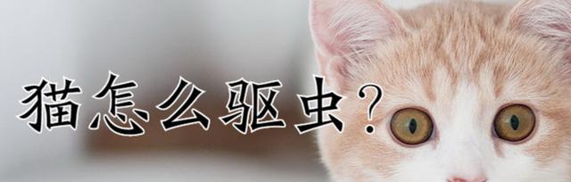 小猫也需要定期去虫（宠物健康必备）