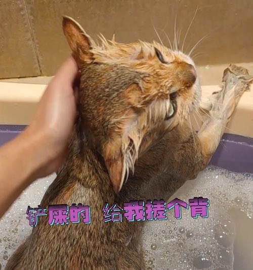 宠物小猫的洗澡问题（是否需要经常洗澡）