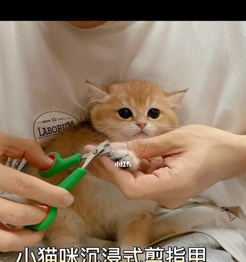 小猫的指甲趣闻（从指甲的形态到修剪技巧）