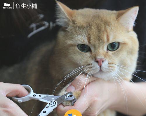 小猫的指甲趣闻（从指甲的形态到修剪技巧）