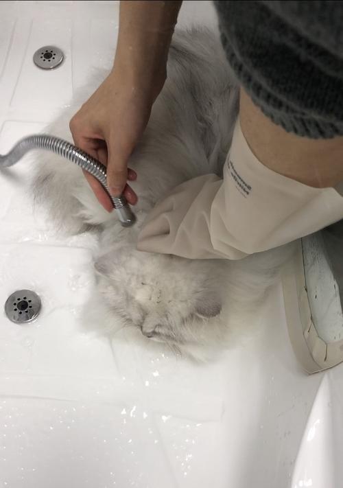 宠物护理之小猫洗澡详解（如何安全地为小猫洗澡）