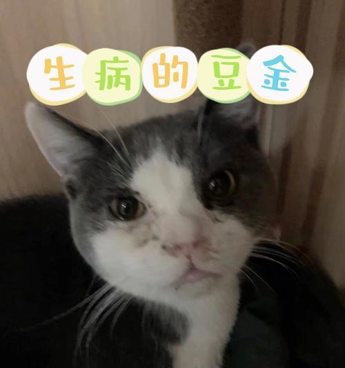 宠物鼻炎常用药及使用方法（以小猫咪为例）