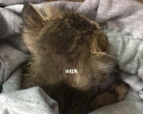 新生小猫不排便怎么办（宠物爱好者必看——解决小猫便秘的6种方法）