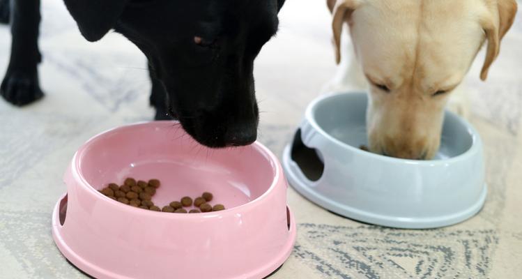 正确喂养宠物狗——每日狗粮喂食次数的重要性（了解狗粮的营养成分）