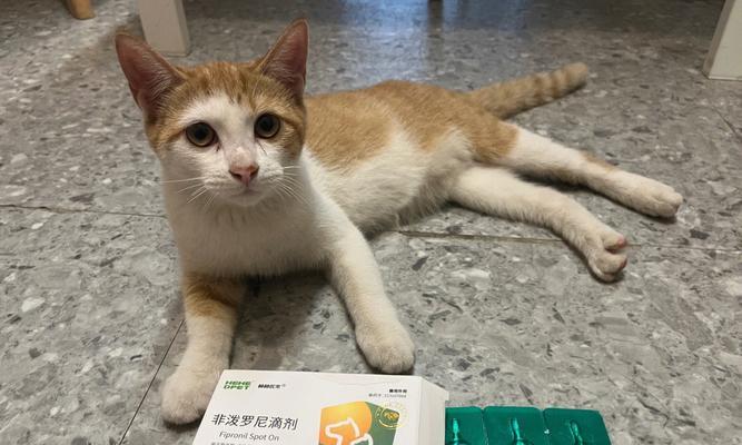 宠物猫的驱虫方法（以幼猫为例）