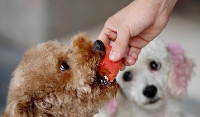 幼犬吃湿狗粮的注意事项（宠物犬的饮食管理）