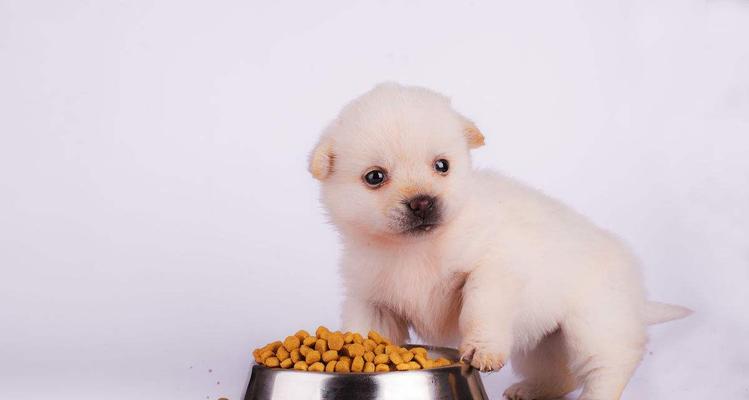 如何科学喂养幼犬（从加狗粮的时间到饮食注意事项）