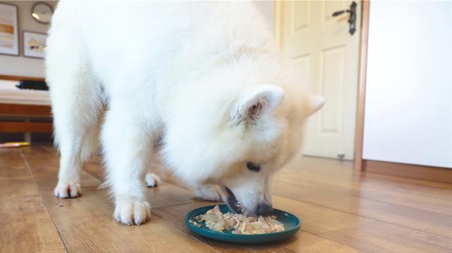 幼犬如何科学喂养（从狗粮到饮食习惯）