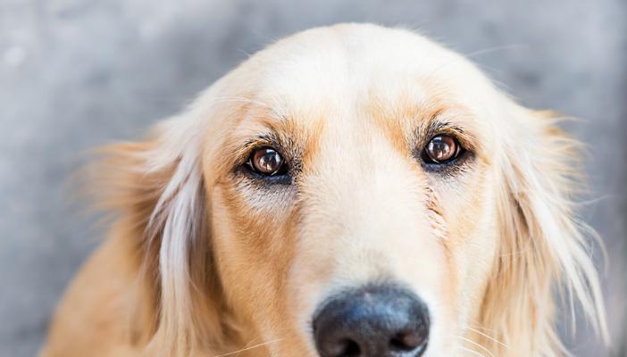 如何让幼犬上火吃什么（以宠物为主）