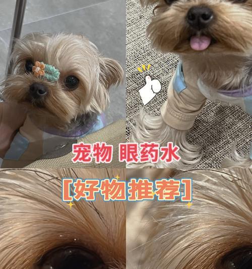 如何让幼犬上火吃什么（以宠物为主）