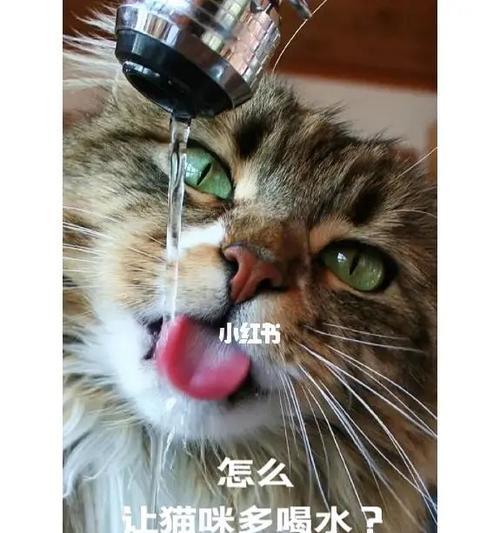 如何让宠物猫咪喝足水（从饮水器的选择到培养好习惯）