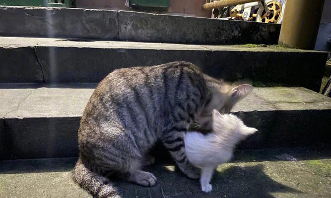 猫咪迎主人回家的温馨场景（宠物猫咪如何迎接主人归来）