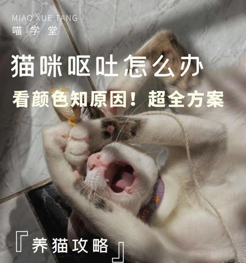 猫咪干呕没精神该怎么办（关注宠物健康）