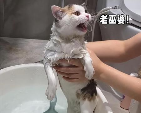 猫咪洗澡攻略（20天猫咪洗澡必备知识）