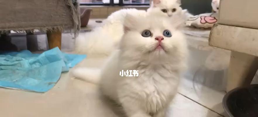 3个多月小猫的成长之路（探究小猫的生理和心理发展）