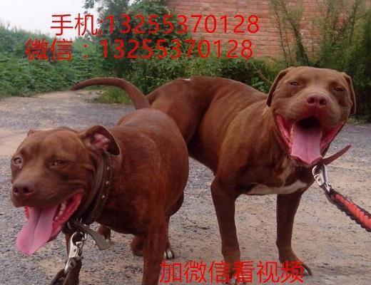 比特犬产仔周期与繁殖知识（掌握比特犬产仔的时间与方法）