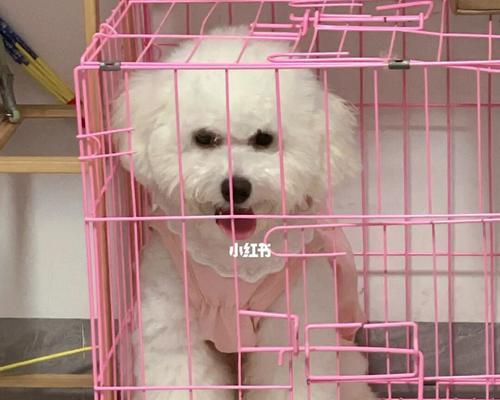 以比熊为主的混血犬品种推荐（适合家庭养宠的完美选择）