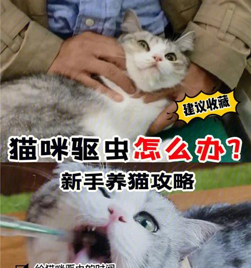 宠物医院猫咪驱虫必知（教你如何选择驱虫药品）