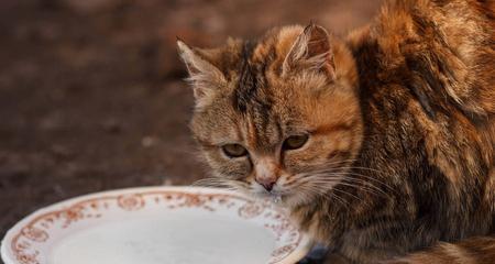 宠物猫能否喝纯牛奶（小猫饮食健康的小贴士）