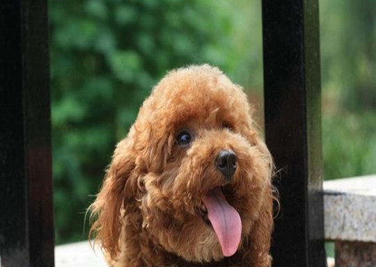 纯种泰迪犬的饮食指南（为您的宠物提供健康的饮食建议）