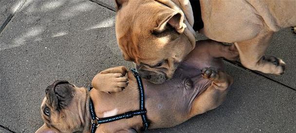 怎样应对宠物大犬拉肚子问题（从日常护理到疾病治疗）