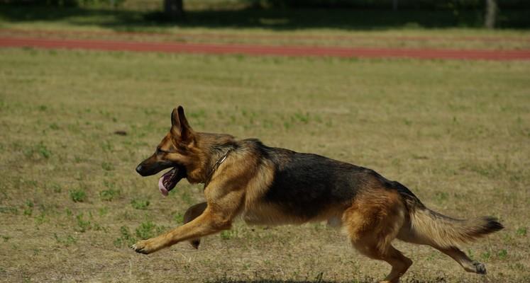 以德牧犬——聪明、忠诚、适应力强的宠物选择（了解德牧犬的品种特点及养护要点）