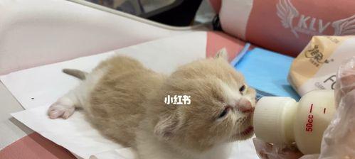 小猫断奶指南（如何帮助宠物小猫顺利断奶）