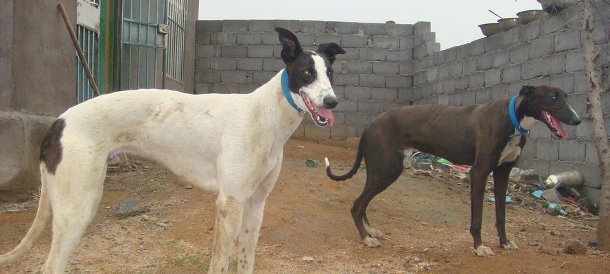 选择最适合你的宠物犬种，从格力犬开始（了解格力犬品种的特点与优点）