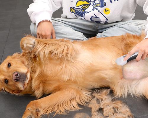 狗狗剃毛后的护理方法（如何保护你的宠物健康和舒适）