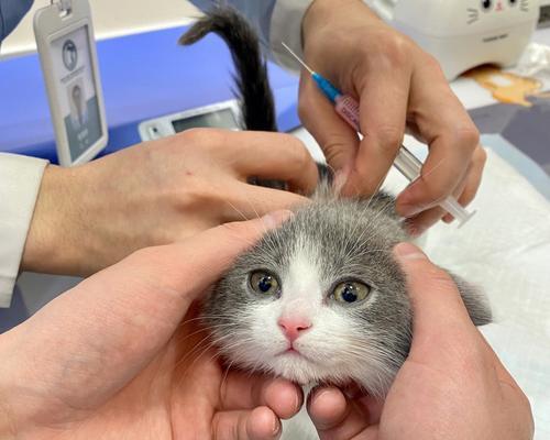 小猫打针的部位剖析（保护宠物健康的重要举措）