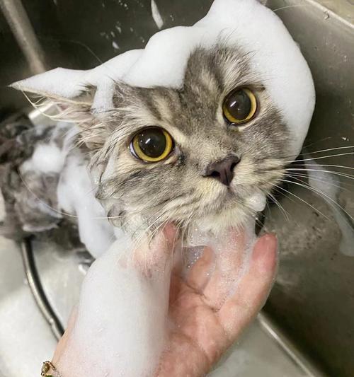 小猫洗澡拉屎全攻略（如何给宠物洗澡并处理其拉屎问题）