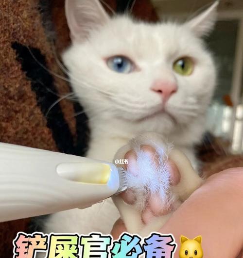 小猫洗澡拉屎全攻略（如何给宠物洗澡并处理其拉屎问题）