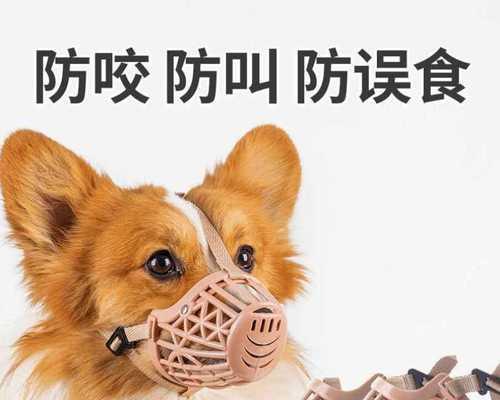 以狗吃的少喂什么药？——宠物饲养中的药品用量问题